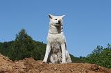 AKITA INU 501